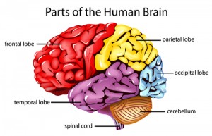 Illustration of parts of the brain